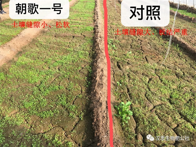意外驚喜，《朝歌一號(hào)》不光解決西紅柿陰陽(yáng)臉，還能能讓土壤踩上去軟軟的！